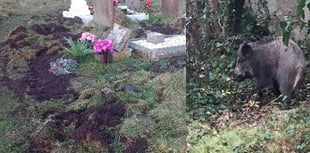 Wild boar damage Cinderford graveyard