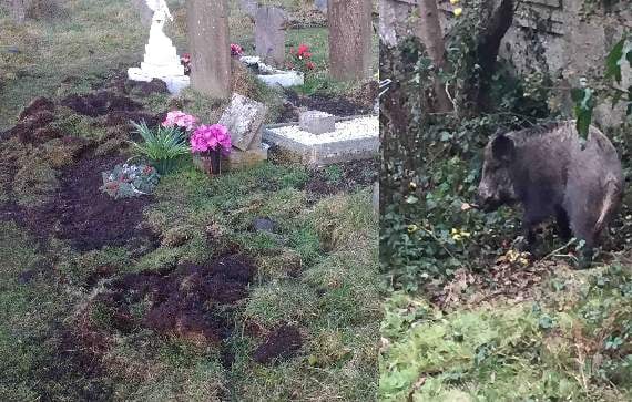 Wild boar damage Cinderford graveyard