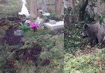 Wild boar damage Cinderford graveyard