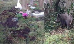 Wild boar damage Cinderford graveyard