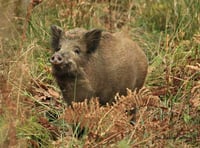 Two arrested over 2am dead boar discovery
