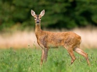 Police call for information after family of deer found mutilated between Staunton and Redbrook
