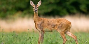 Police call for information after family of deer found mutilated between Staunton and Redbrook