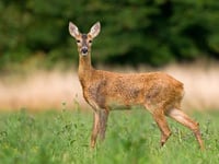 Police call for information after family of deer found mutilated between Staunton and Redbrook