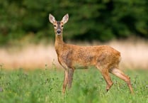 Police call for information after family of deer found mutilated between Staunton and Redbrook