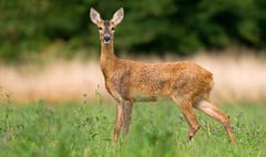 Police call for information after family of deer found mutilated between Staunton and Redbrook