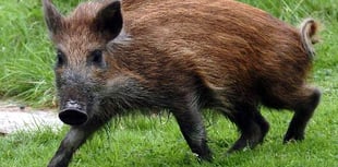 Half of wild boar population 'on target' to be culled