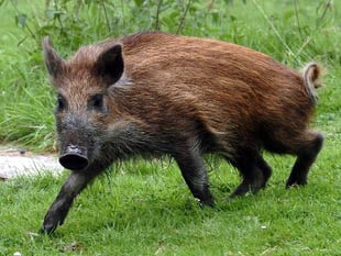 Half of wild boar population 'on target' to be culled