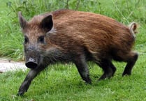 Half of wild boar population 'on target' to be culled