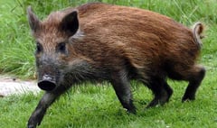 Half of wild boar population 'on target' to be culled
