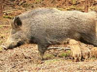 Deadly pig virus threat to Forest and wild boar