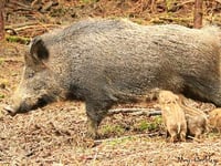 Deadly pig virus threat to Forest and wild boar