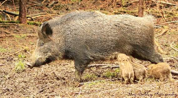 Deadly pig virus threat to Forest and wild boar