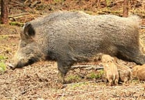 Deadly pig virus threat to Forest and wild boar