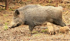 Deadly pig virus threat to Forest and wild boar
