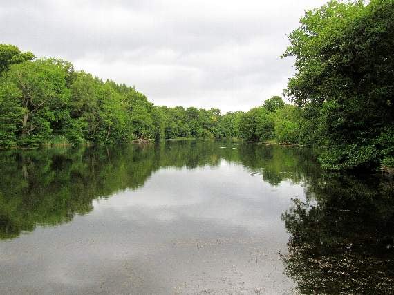 Nearly two thirds of survey respondents want to retain Cannop Ponds