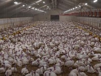 Turkey farmer denies cruelty