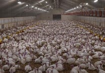 Turkey farmer denies cruelty