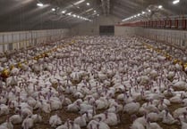 Turkey farmer denies cruelty