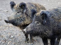 Around 1,000 boar killed in ‘record’ cull