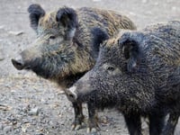 Around 1,000 boar killed in ‘record’ cull