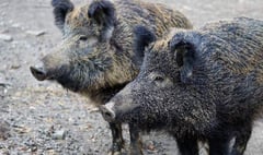 Around 1,000 boar killed in ‘record’ cull