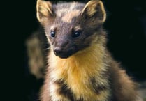 Have your say on the Forest's future