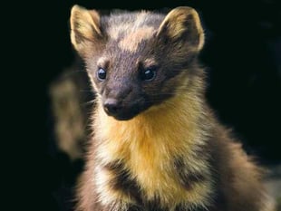Have your say on the Forest's future