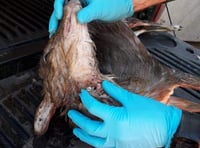 Wild animals in the Dean increasingly being poached