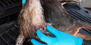 Wild animals in the Dean increasingly being poached