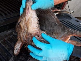 Wild animals in the Dean increasingly being poached