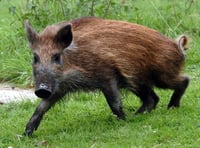Boar numbers will be reduced to 400 in two years