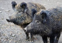 Boar numbers ‘not rising significantly’