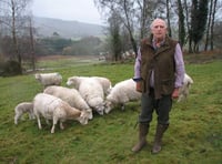 Sheep badger wins battle over seizure