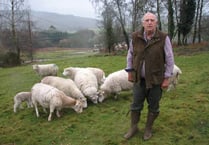 Sheep badger wins battle over seizure