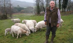 Sheep badger wins battle over seizure