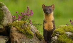 One of the country's rarest mammals could be reintroduced in the Forest of Dean