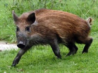 Forest could become the 'killing field' of wild boar, says campaigner