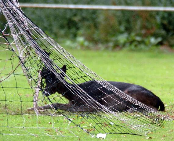 Oh deer! Forest of Dean football club get snared in wildlife drama