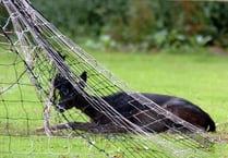 Oh deer! Forest of Dean football club get snared in wildlife drama