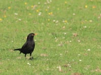 RSPB asks  residents to share how nature has supported them during lockdown