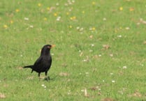 RSPB asks  residents to share how nature has supported them during lockdown