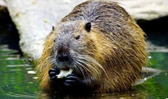 Dam sight better with beavers, says film