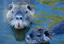 Wild beavers discovered in Herefordshire
