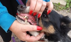 Dog ban for woman who caused suffering