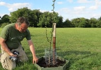 Newnham in harmony with trees planting