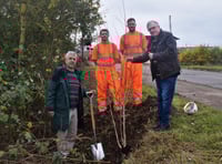 Harbour project taking shape with new trees