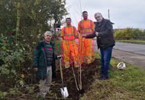 Harbour project taking shape with new trees