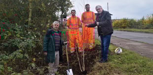 Harbour project taking shape with new trees