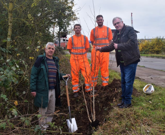 Harbour project taking shape with new trees